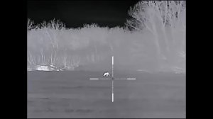 Охота на волков. Волки режут скот каждый день.  Убираем хищника с охот хозяйства.