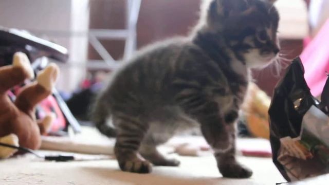 DR Apple Cat Rod смотреть онлайн