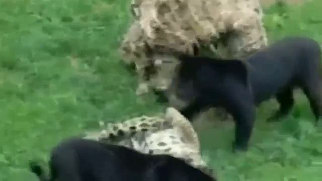 Jaguar vs Leopard real Fight - Wild Animals Attack смотреть онлайн
