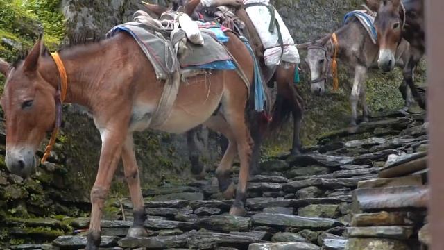 Nepal - Adventure of a Lifetime // Jack Clemens смотреть онлайн