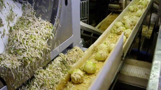 Wyma Celeriac Washing And Polishing.AVI