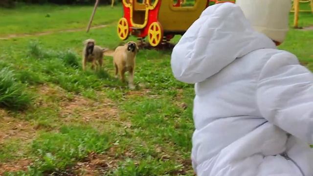 ХРИСТИАНСКИЕ ПОДАРКИ 🎁 КОРМИМ ЩЕНКОВ 🐕 смотреть онлайн