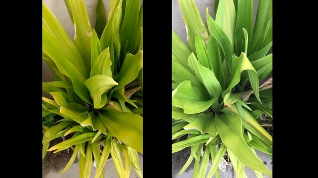 Moto G4 Plus vs iPhone 6S Plus -CAMERA Comparison! [4K] смотреть онлайн