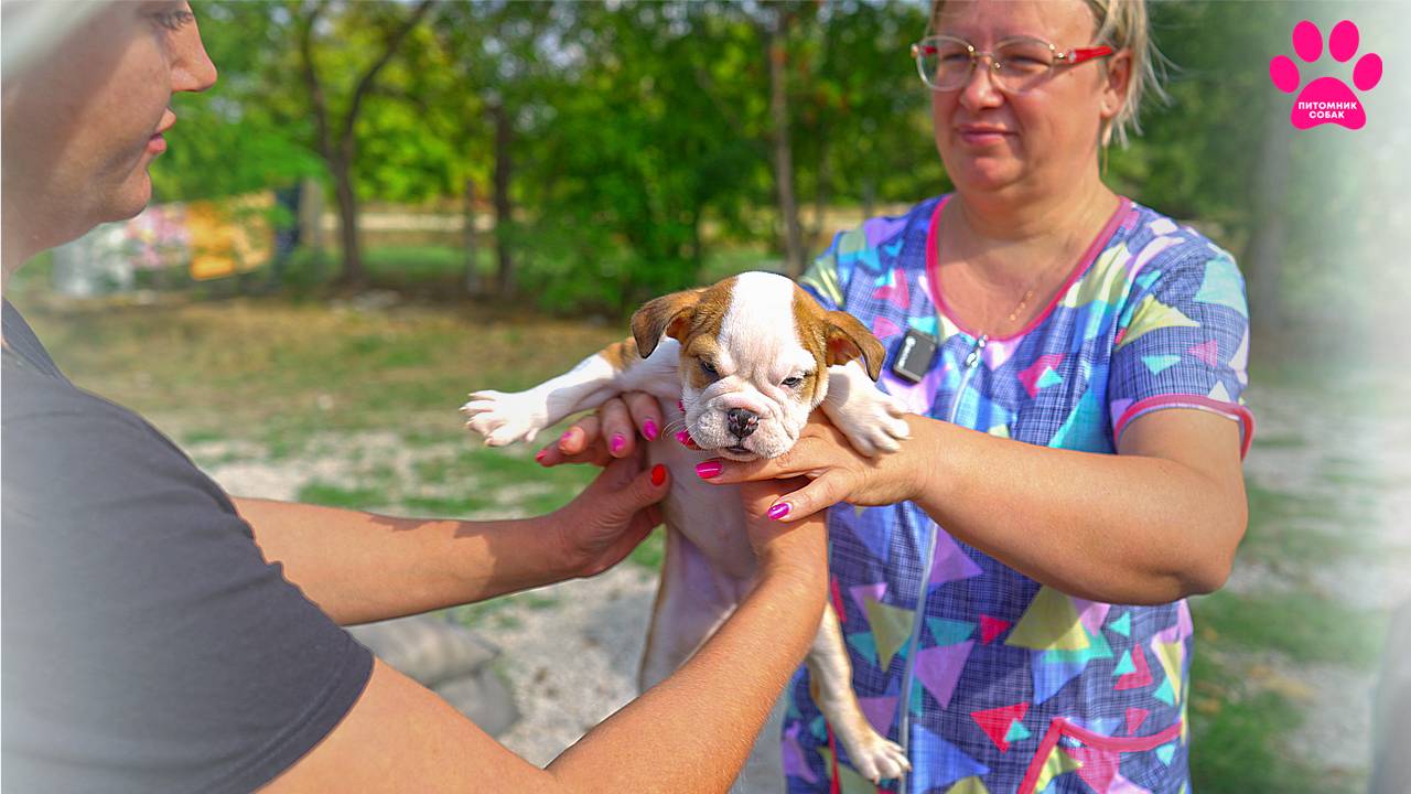 Такой милоты вы еще не видели! 5 из 13 щенков без хозяев! Английские бульдоги и Американские булли! смотреть онлайн