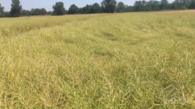 14.06.2019 Технология защиты рапса и гороха от Basf. Питание от yara смотреть онлайн