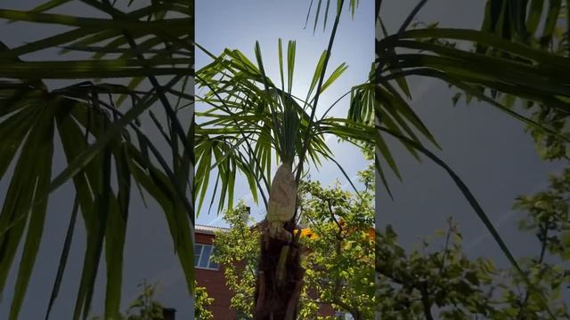 Пальмы Трахикарпус плодоносит‼️ #пальма
