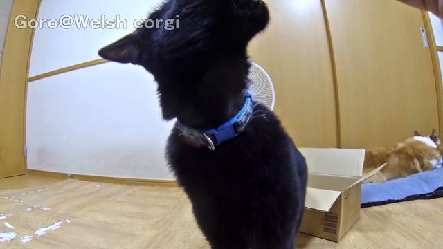 Thank you for the presents / Amazonギフトありがとうございます Goro Roku Kuro ゴローさん ロクさん クロさん dog cat コーギー 犬 猫 смотреть онлайн