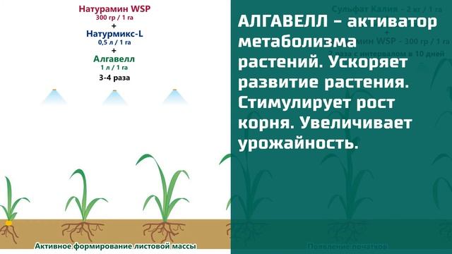 Внесение аминокислотных удобрений на сахарной кукурузе смотреть онлайн