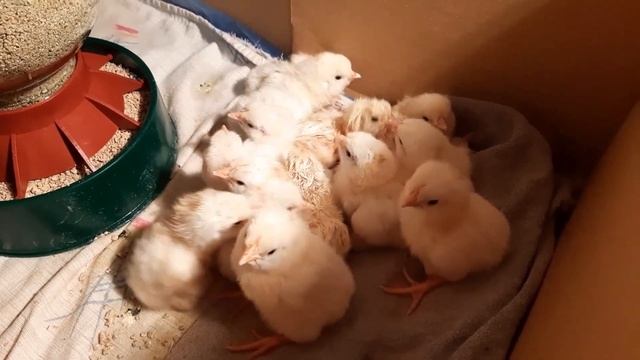 Инкубация куриных яиц в домашних условиях. Вывод 90% смотреть онлайн