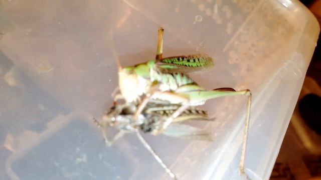 Кузнечик седакова Vs Кузнечик серый (katydid Vs Wart-biter).