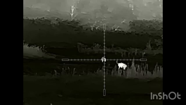 Удачная охота на шакала в Волгоградских степях. Карабин R-715, прицел Iray Saim SCT 35 v.2 смотреть онлайн