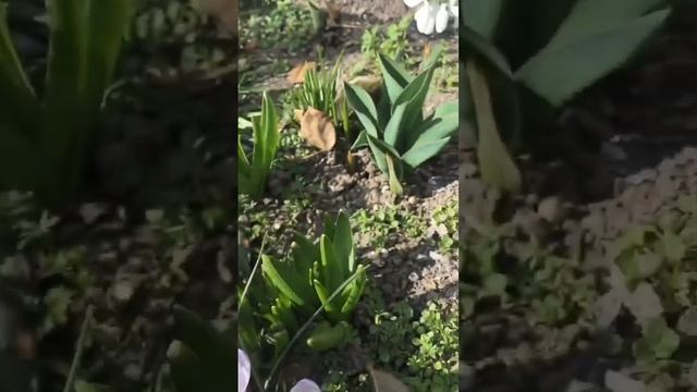 Весна, цветы начинают просыпаться