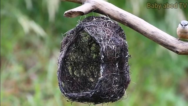 A For Apple | Phonics Song 3 | Abc Phonics Song #phonics #aforapple #abcd #nurseryrhymes