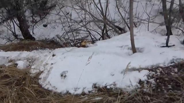 ЦВЕТНОЙ МЕТАЛЛ В ЛЕСУ!! смотреть онлайн