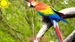 ПТИЦЫ для ДЕТЕЙ .с ГОЛОСАМИ. Развивающие ВИДЕО про птиц для детей в