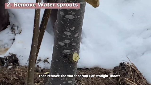 How toTrain and Prune Temperate Fruit Trees?ll A complete step-by-step guide смотреть онлайн