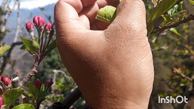 #don't#miss#I#Found#two#type#of#insect#in#Apple#flower#elevation#6900#B #Block смотреть онлайн