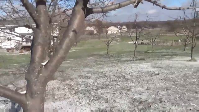 How to grow apple trees using branches - Scions смотреть онлайн