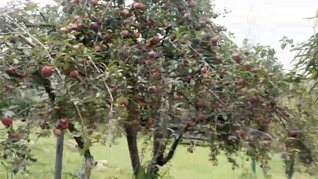 Apple Garden @ Thimphu Bhutan смотреть онлайн