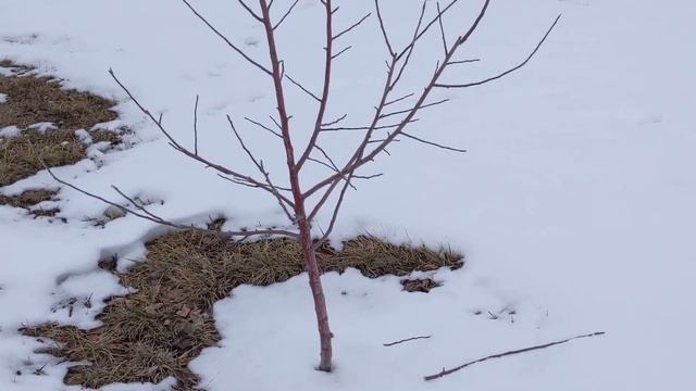 Structural Pruning a Young Apple Tree смотреть онлайн
