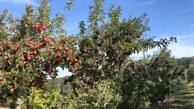 Apple 🍎 picking In Australia #autumn 🍂 #touristspot 🇦🇺 #lenswood 👨🏽🌾 #adelaide смотреть онлайн