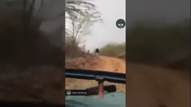 Suddenly Tiger Attack on Tourist Safari Jeep. #NatureAndHeritage🐯|Wildlife's||Project Tiger Reserve смотреть онлайн