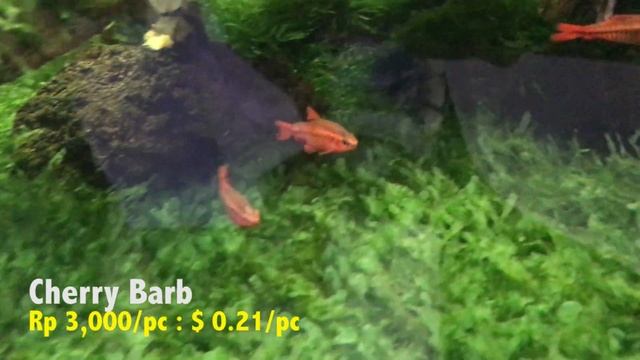 Best Fish Market in Jakarta Indonesia Tour - SUMENEP FISH MARKET смотреть онлайн