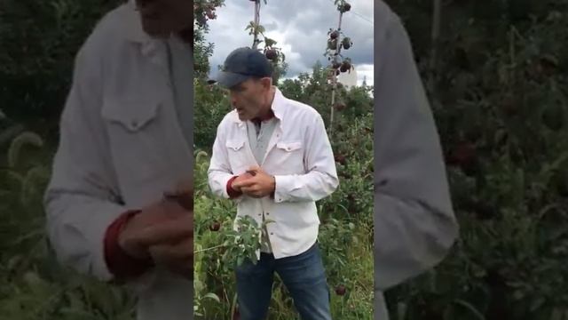 Pixie Crunch Apples! смотреть онлайн