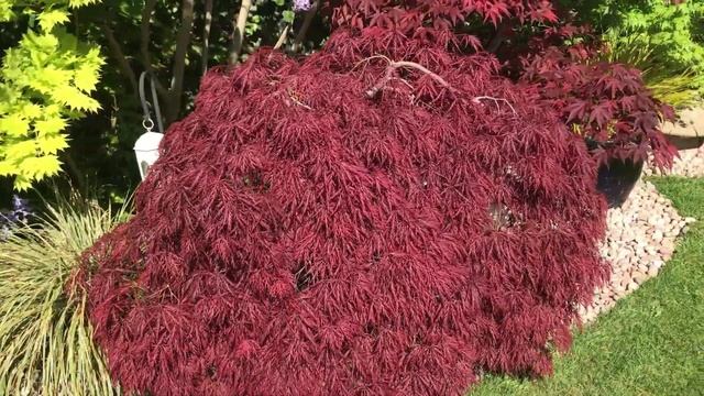 28 Houghton Road, Cambridgeshire: acer heaven смотреть онлайн