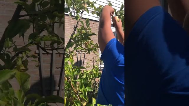 We have so many apples in my garden. September 3, 2022 смотреть онлайн