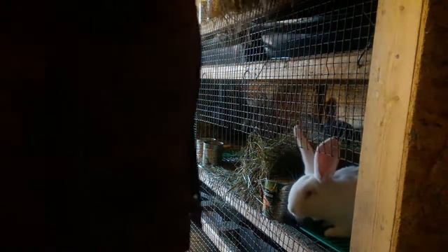 Утро с кроликами,осмотр малышей. смотреть онлайн