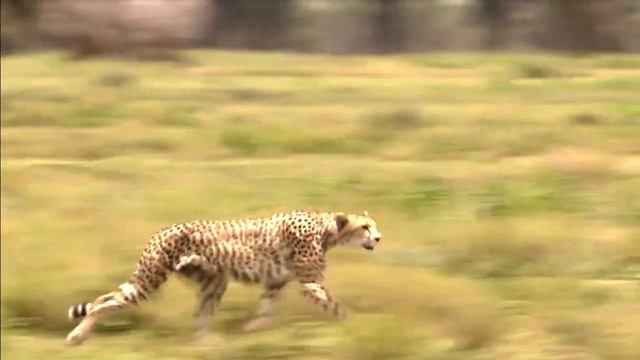 Motherhood in the wild -wildebeest dared to kill even the jaguar to protect her child смотреть онлайн