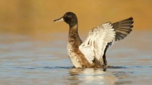 Черноголовая утка. Читать описание.