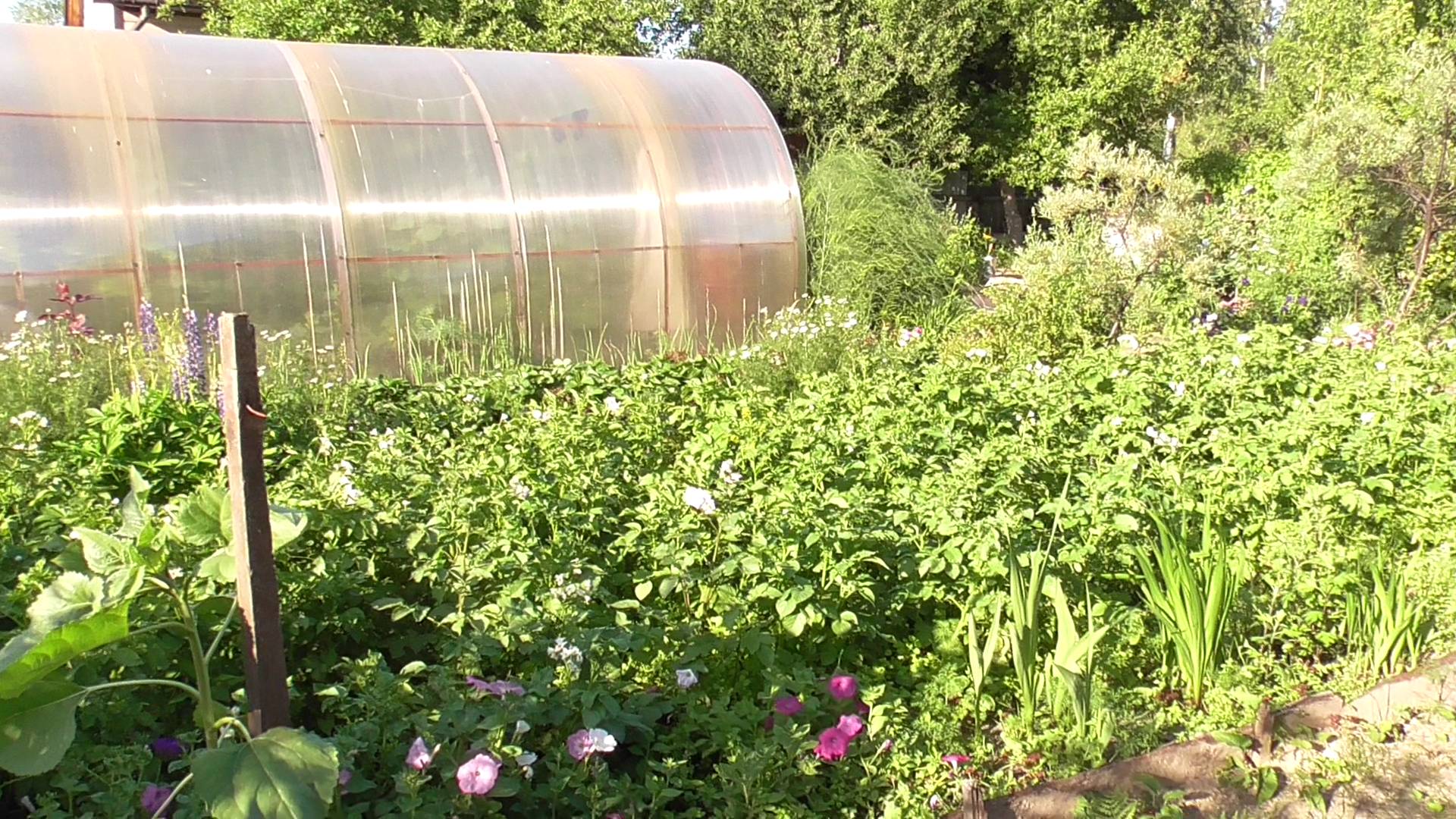 Дача. 09 июля 2024 г. Обзор