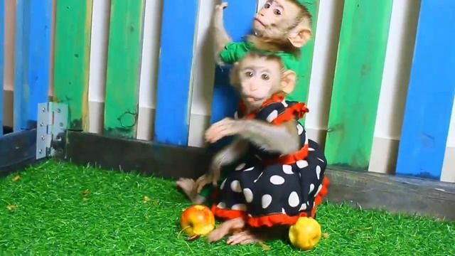 Yummy Fruit!! Adorable Monkey Ben And Luzar Request Mom To Eating Apple