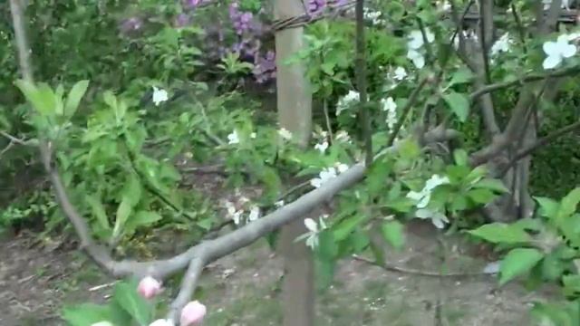 ALL ABOUT APPLES TREES PART 4 смотреть онлайн