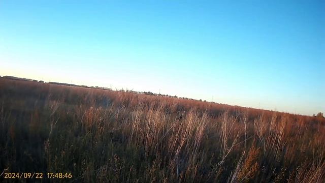 охота на полевую с собаками смотреть онлайн