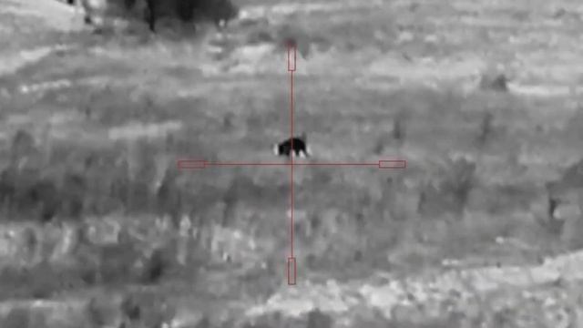 Три шакала добыты, манок Lucky Duck. Винтовка CZ 527, 223 rem, ДТК «Шептун», прицел Юкон нордфорс. смотреть онлайн