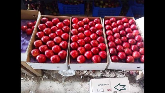 मैं सब्से महंगे बिकने वाले सेब कौन से || Which apple variety is the most expensive || смотреть онлайн