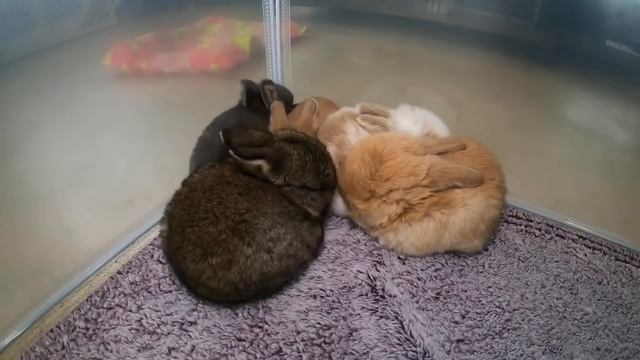 🧡LIVE Bunny Cam! Baby Bunnies Playing смотреть онлайн