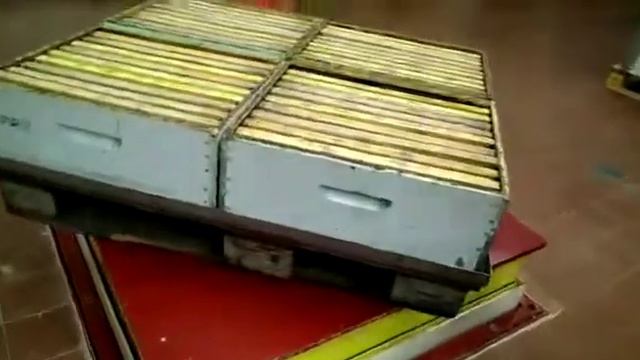 Apicoltura: smielatura dei melari 🏋♂️😃😁😊 смотреть онлайн