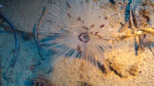 Il Cristo Degli Abissi - S.Fruttuoso di Camogli - Luglio 2012 смотреть онлайн