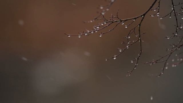 120fps Nikon Z6 w 200-400 mm AF-S VR Humanity, Restless, Awake, Began to Imagine Feat Mandarin Duc смотреть онлайн