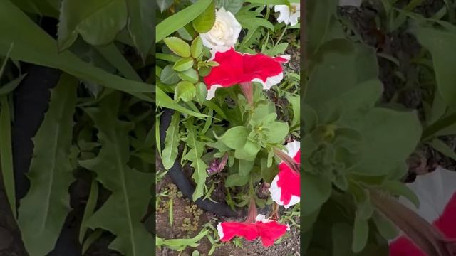 Петунья- подборка разных сортов