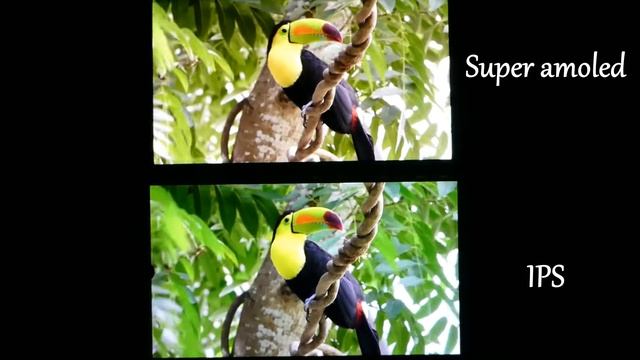 Super Amoled Vs IPS (Display Test)