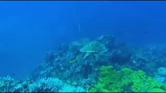 Gholobt assaleh смотреть онлайн