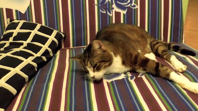 Распотрошила полки подруги. Дорвалась до чужих книг смотреть онлайн