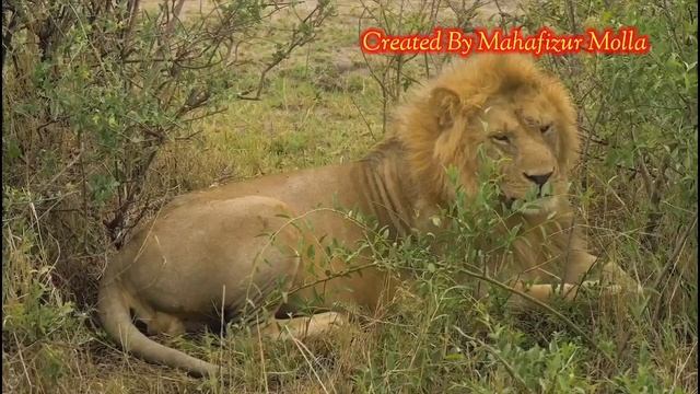 Lions are very fierce animals. смотреть онлайн