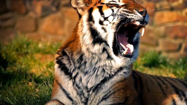 Teaming Up to Save Wild Tiger Populations смотреть онлайн