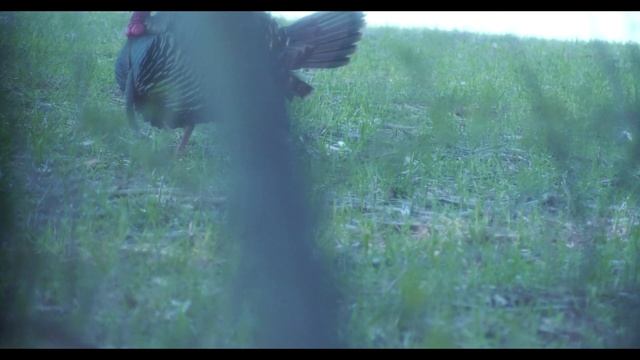 PA Turkey Hunting 2020! | Seven Toms Beat Up Decoys! смотреть онлайн